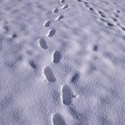 Snow Prints and Free Determinism